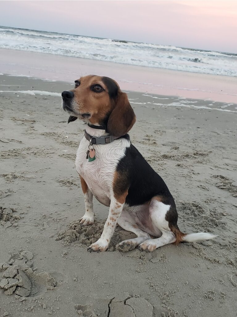 Dog Photo PAWS Clinic Salem Virginia Beach